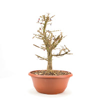 Korkspindelstrauch 'Euonymus alatus'