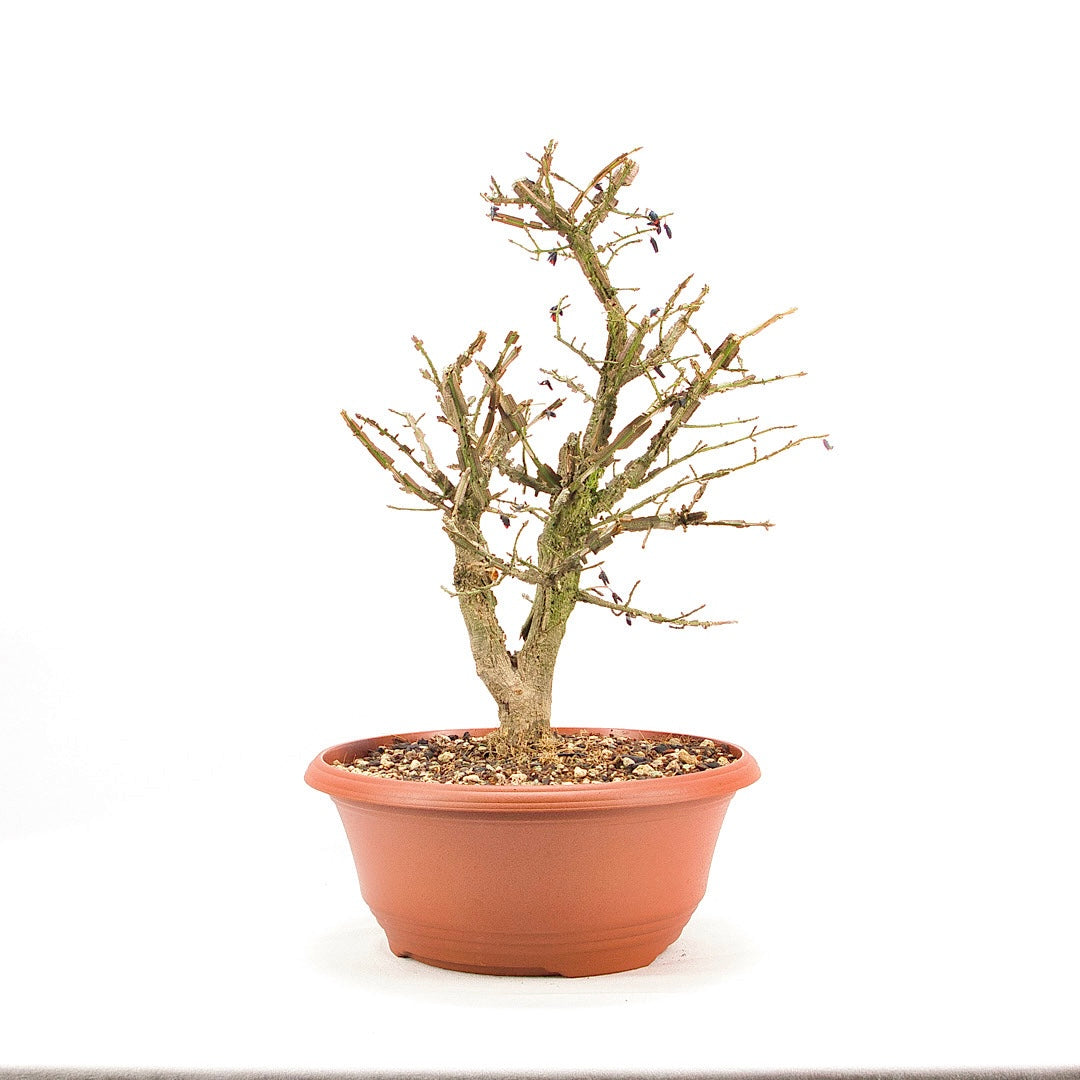 Korkspindelstrauch 'Euonymus alatus'