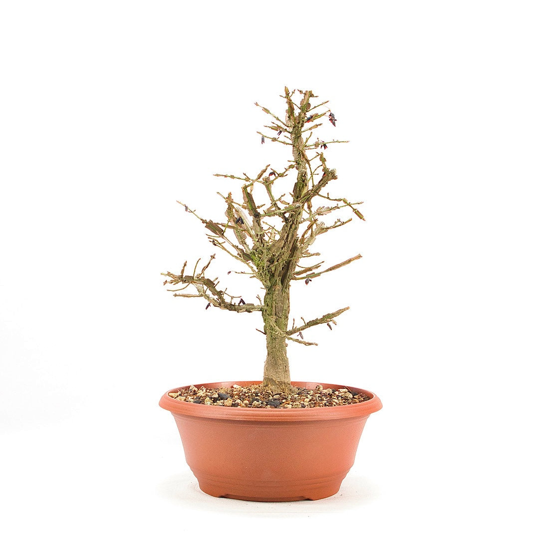 Korkspindelstrauch 'Euonymus alatus'