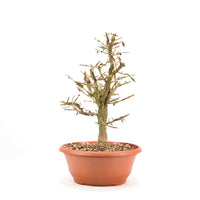 Korkspindelstrauch 'Euonymus alatus'