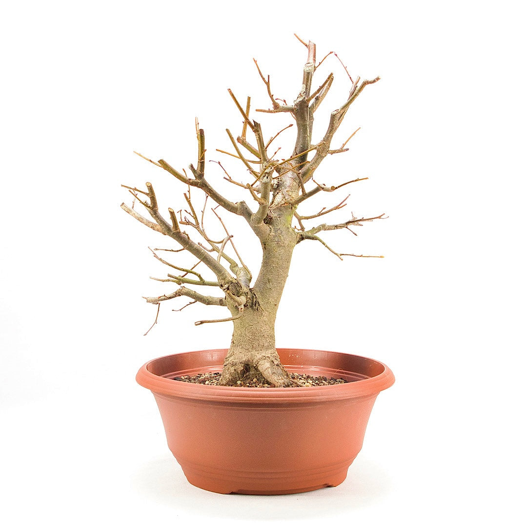 Winterlinde 'Tilia cordata'