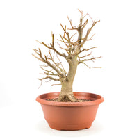 Winterlinde 'Tilia cordata'