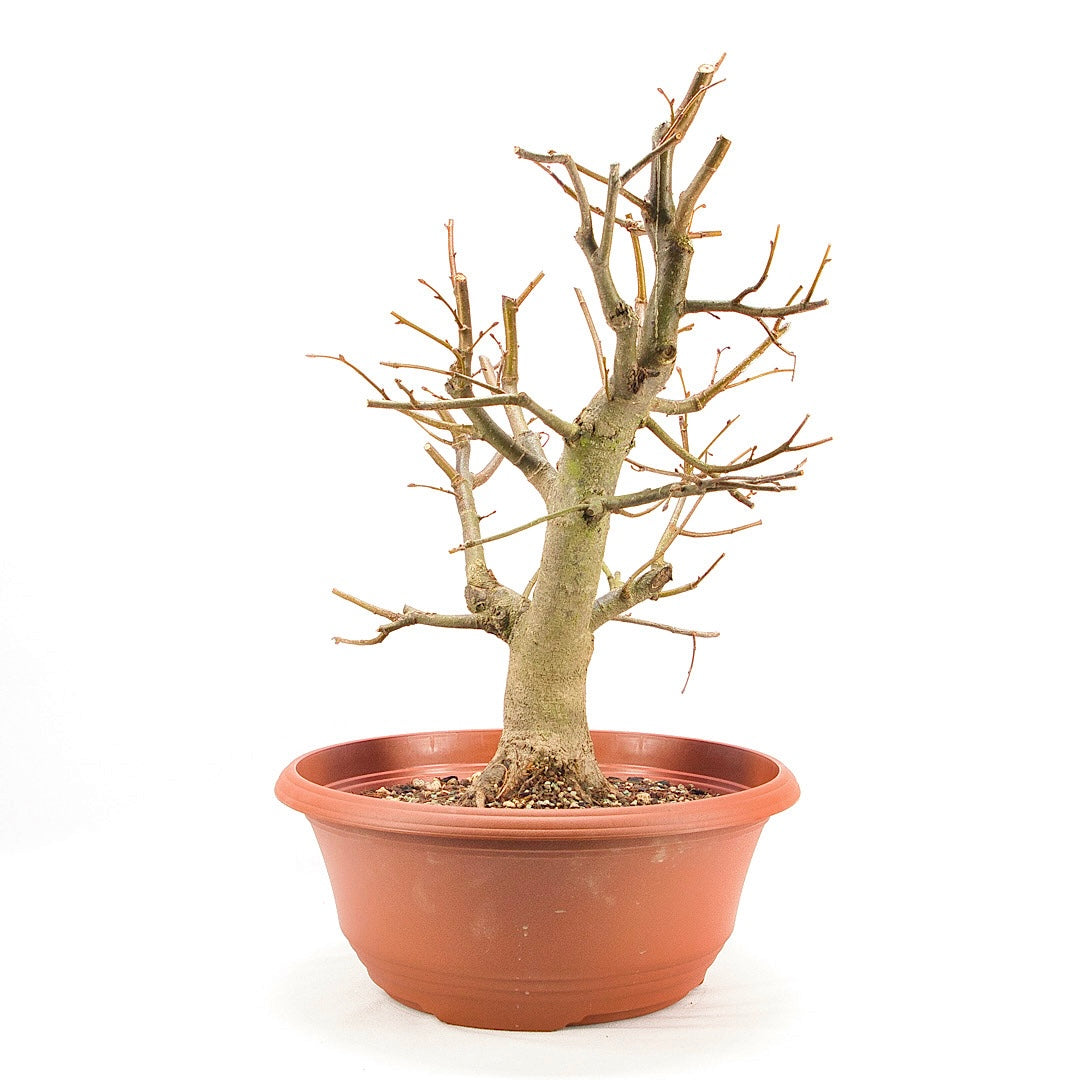 Winterlinde 'Tilia cordata'