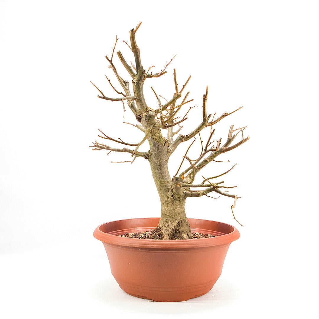 Winterlinde 'Tilia cordata'