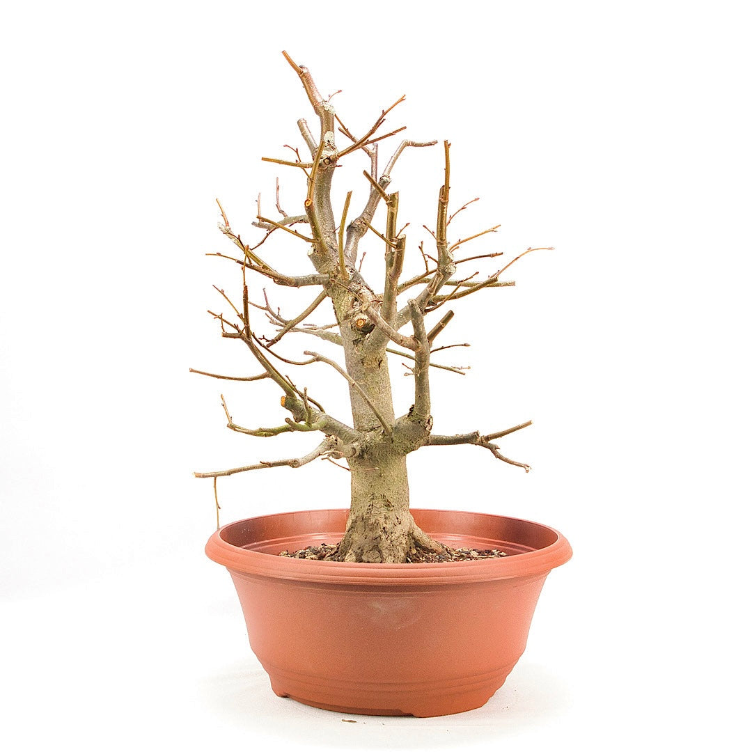 Winterlinde 'Tilia cordata'