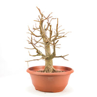 Winterlinde 'Tilia cordata'