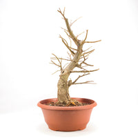 Winterlinde 'Tilia cordata'