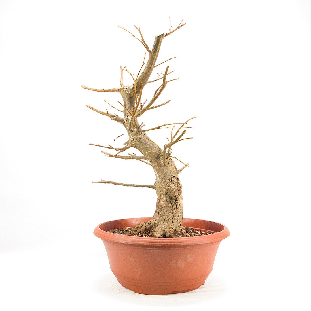 Winterlinde 'Tilia cordata'