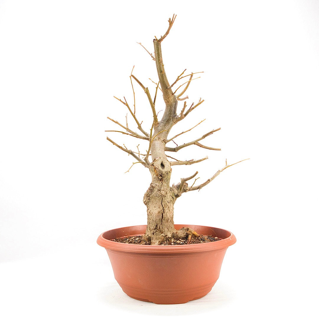 Winterlinde 'Tilia cordata'