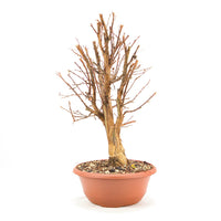 Gelber Fingerstrauch 'Potentilla fruticosa'