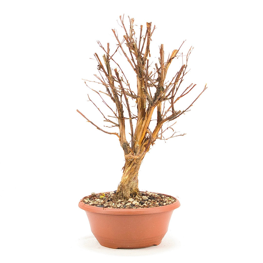 Gelber Fingerstrauch 'Potentilla fruticosa'