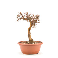 Gelber Fingerstrauch 'Potentilla fruticosa'