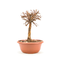 Gelber Fingerstrauch 'Potentilla fruticosa'