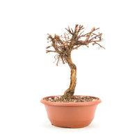 Gelber Fingerstrauch 'Potentilla fruticosa'