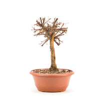 Gelber Fingerstrauch 'Potentilla fruticosa'