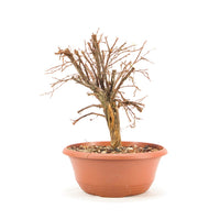 Rosa Fingerstrauch 'Potentilla fruticosa'