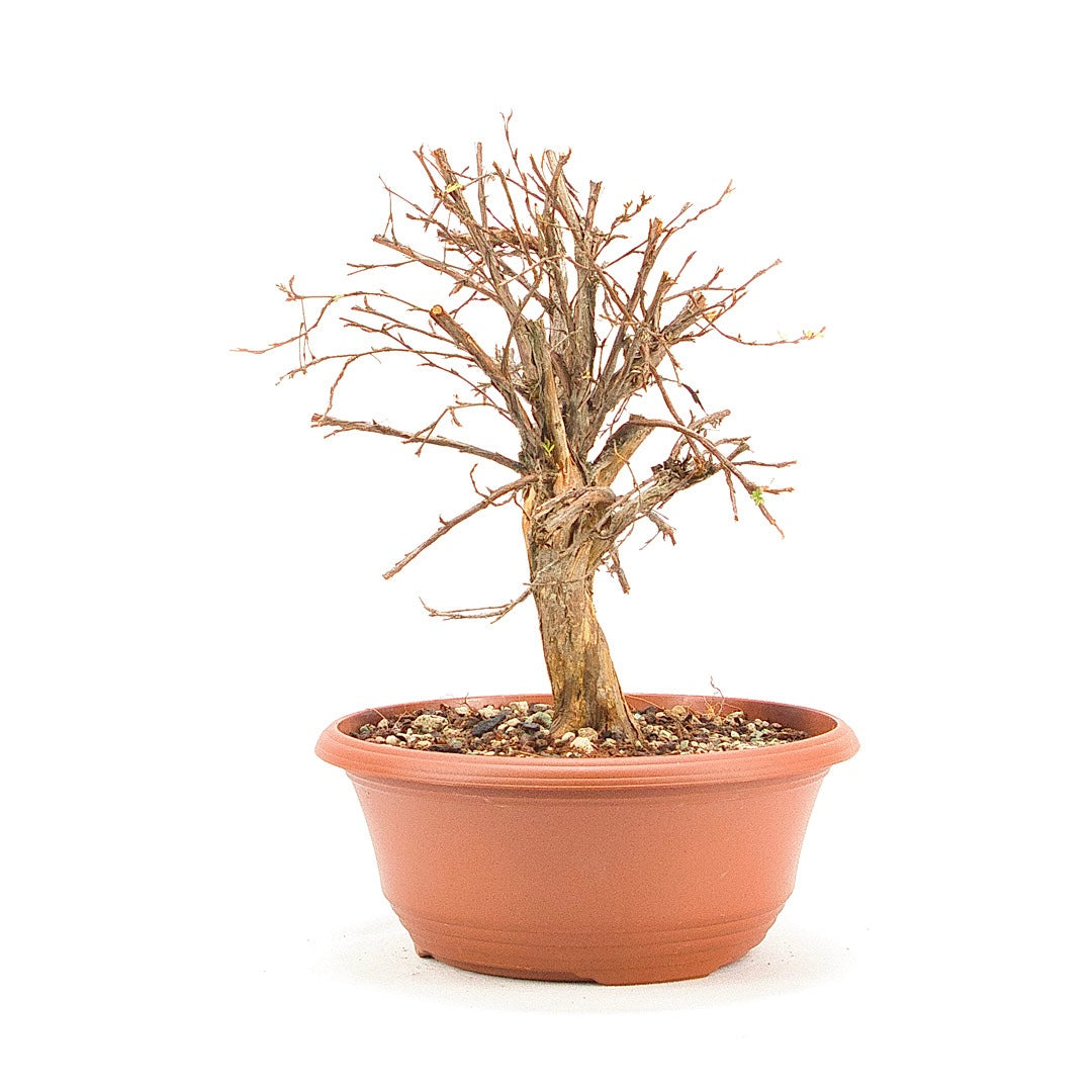 Rosa Fingerstrauch 'Potentilla fruticosa'