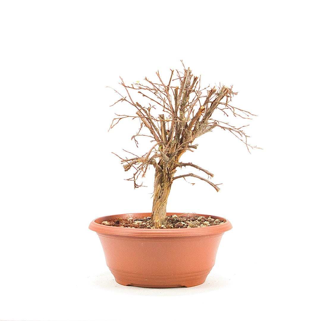 Rosa Fingerstrauch 'Potentilla fruticosa'