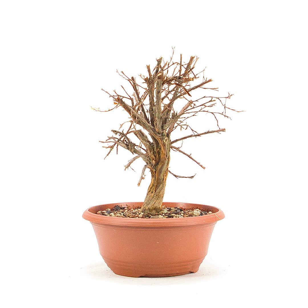 Rosa Fingerstrauch 'Potentilla fruticosa'