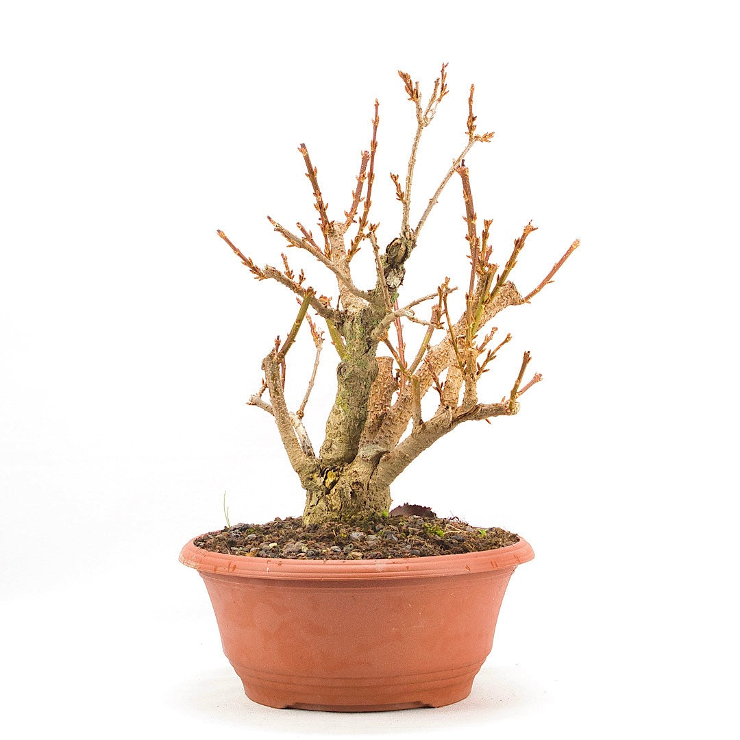 Goldglöckchen 'Forsythia'