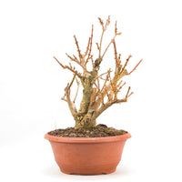 Goldglöckchen 'Forsythia'