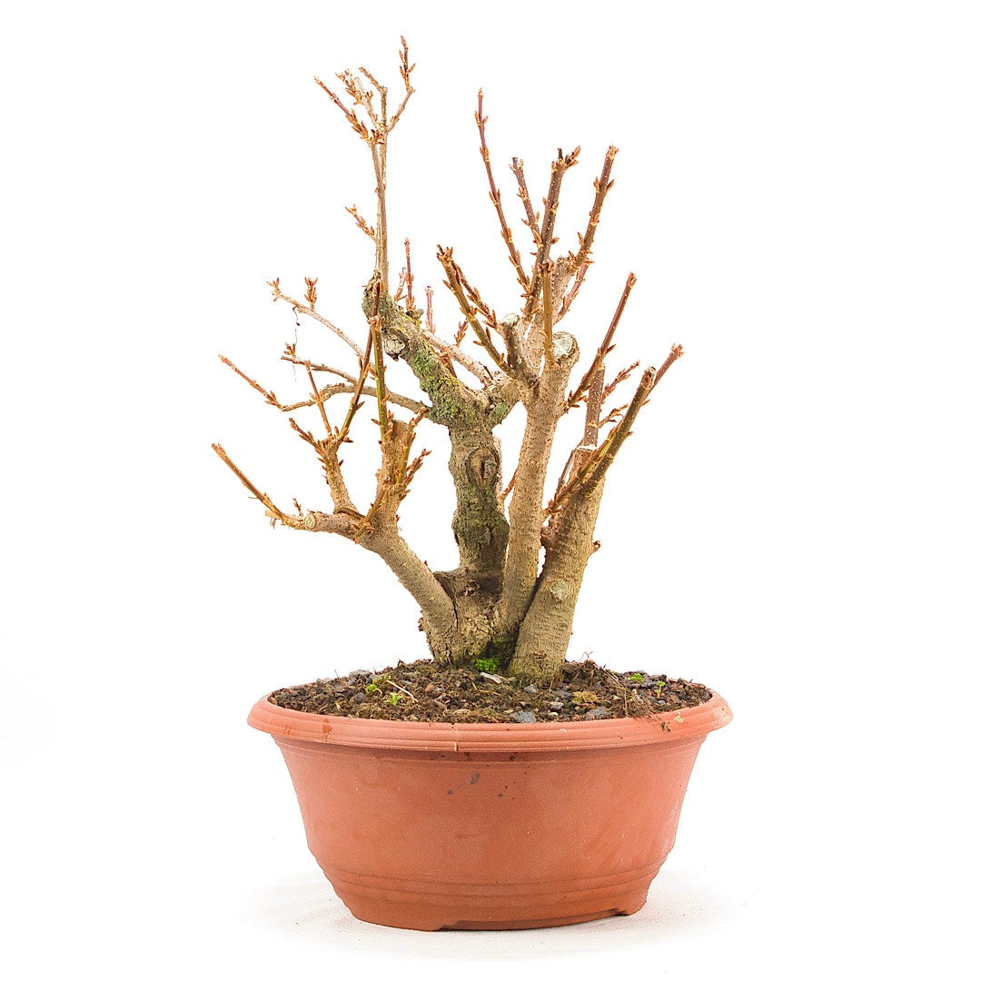 Goldglöckchen 'Forsythia'