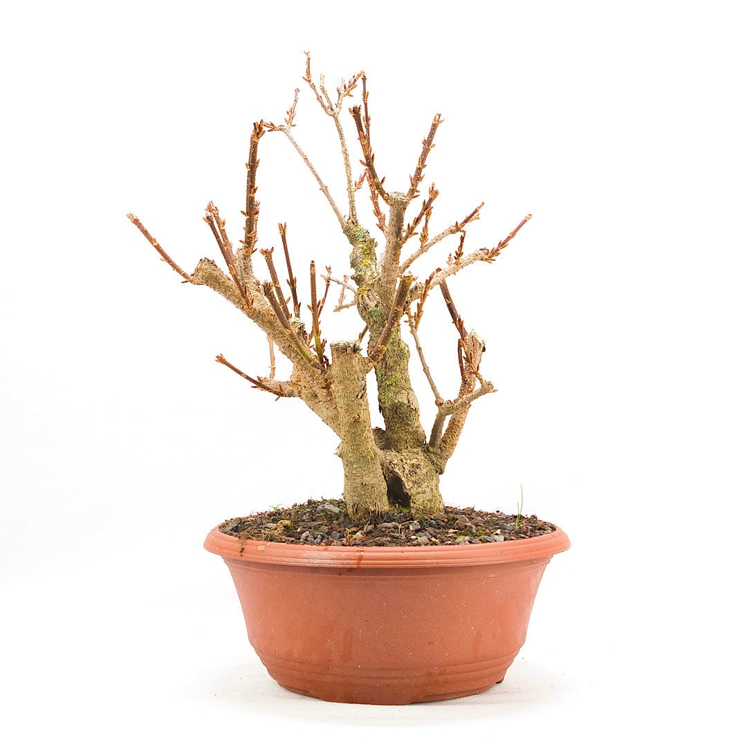 Goldglöckchen 'Forsythia'