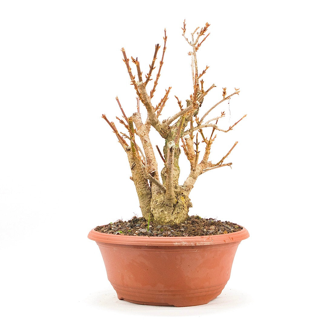 Goldglöckchen 'Forsythia'