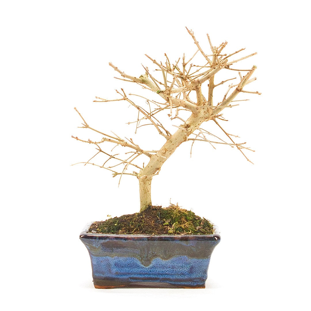 Gewöhnlichen Liguster ‚Ligustrum vulgare‘