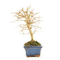 Gewöhnlichen Liguster ‚Ligustrum vulgare‘