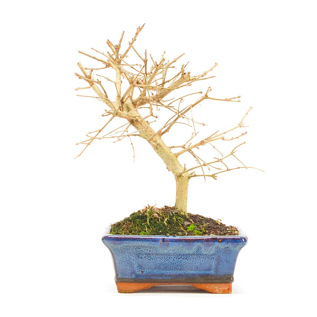 Gewöhnlichen Liguster ‚Ligustrum vulgare‘