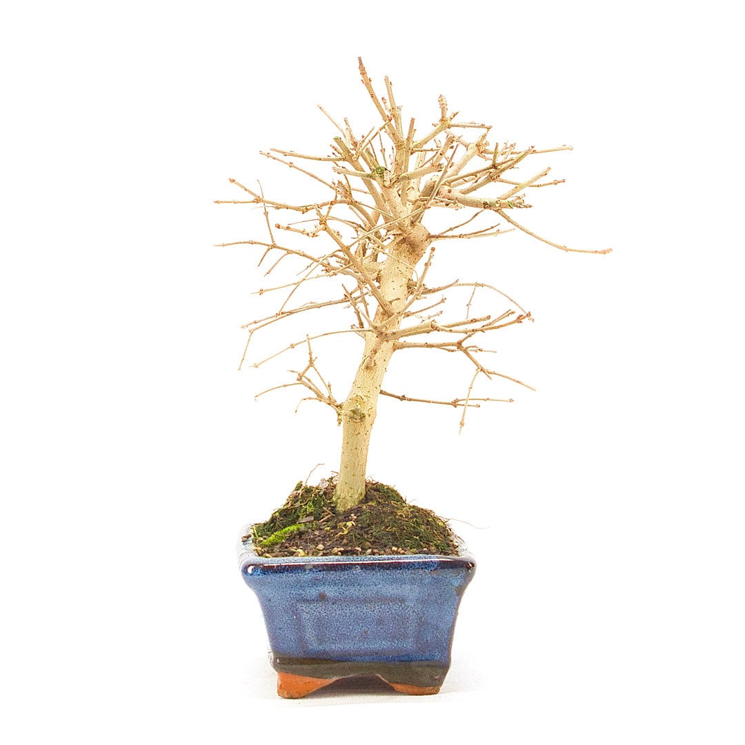 Gewöhnlichen Liguster ‚Ligustrum vulgare‘