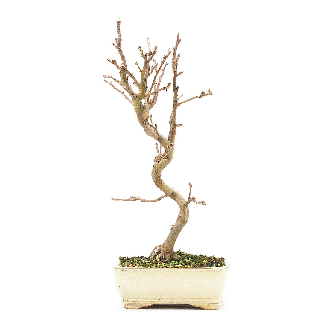 Zierapfel 'Malus spec.'