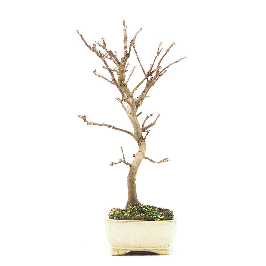 Zierapfel 'Malus spec.'