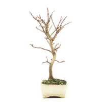 Zierapfel 'Malus spec.'