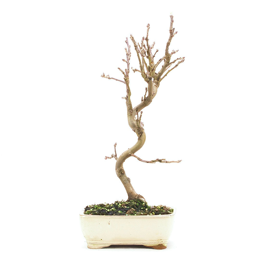 Zierapfel 'Malus spec.'