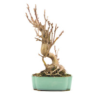 Zierapfel 'Malus spec.'