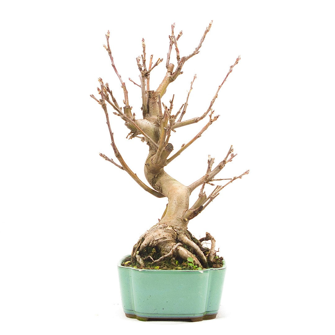 Zierapfel 'Malus spec.'