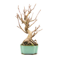 Zierapfel 'Malus spec.'