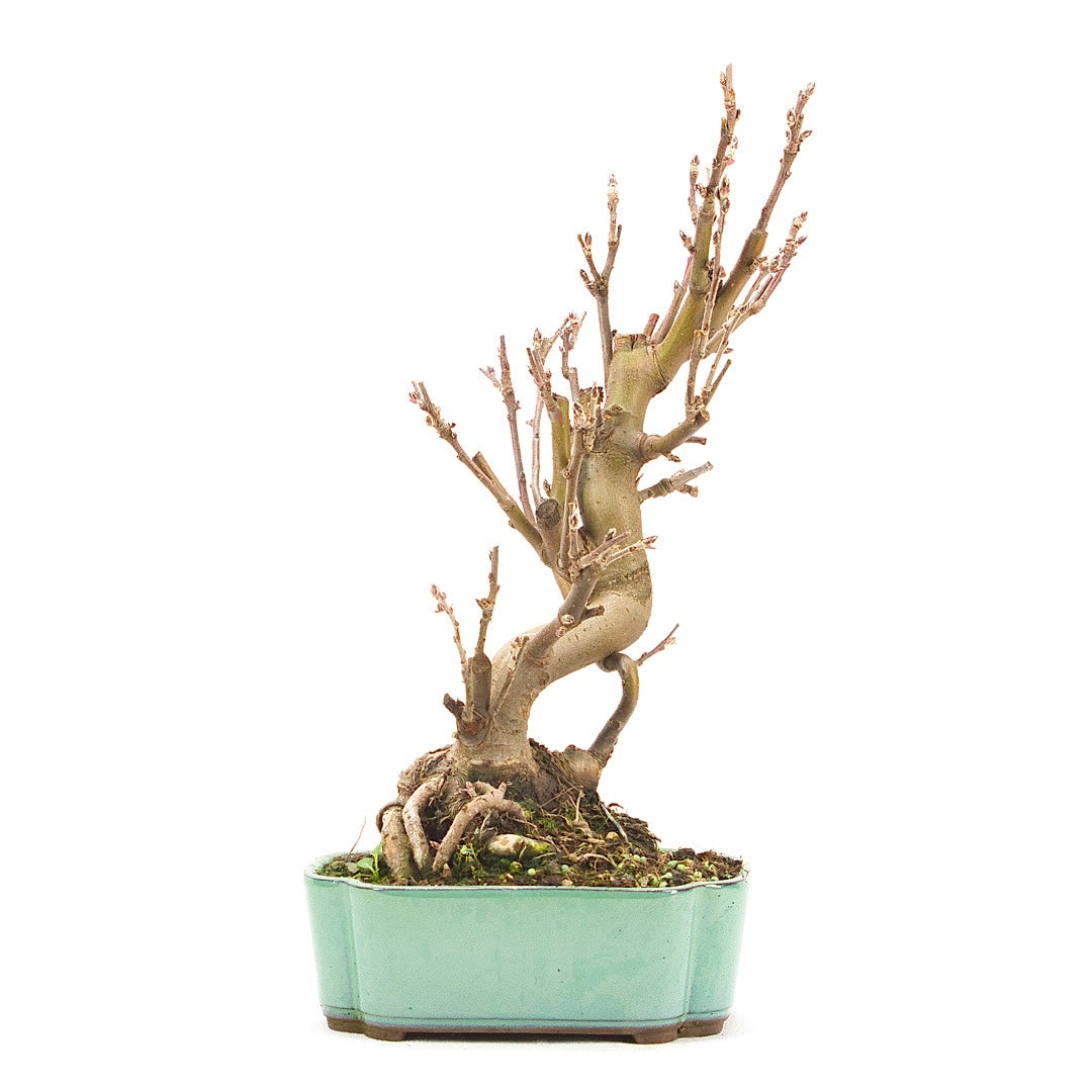 Zierapfel 'Malus spec.'