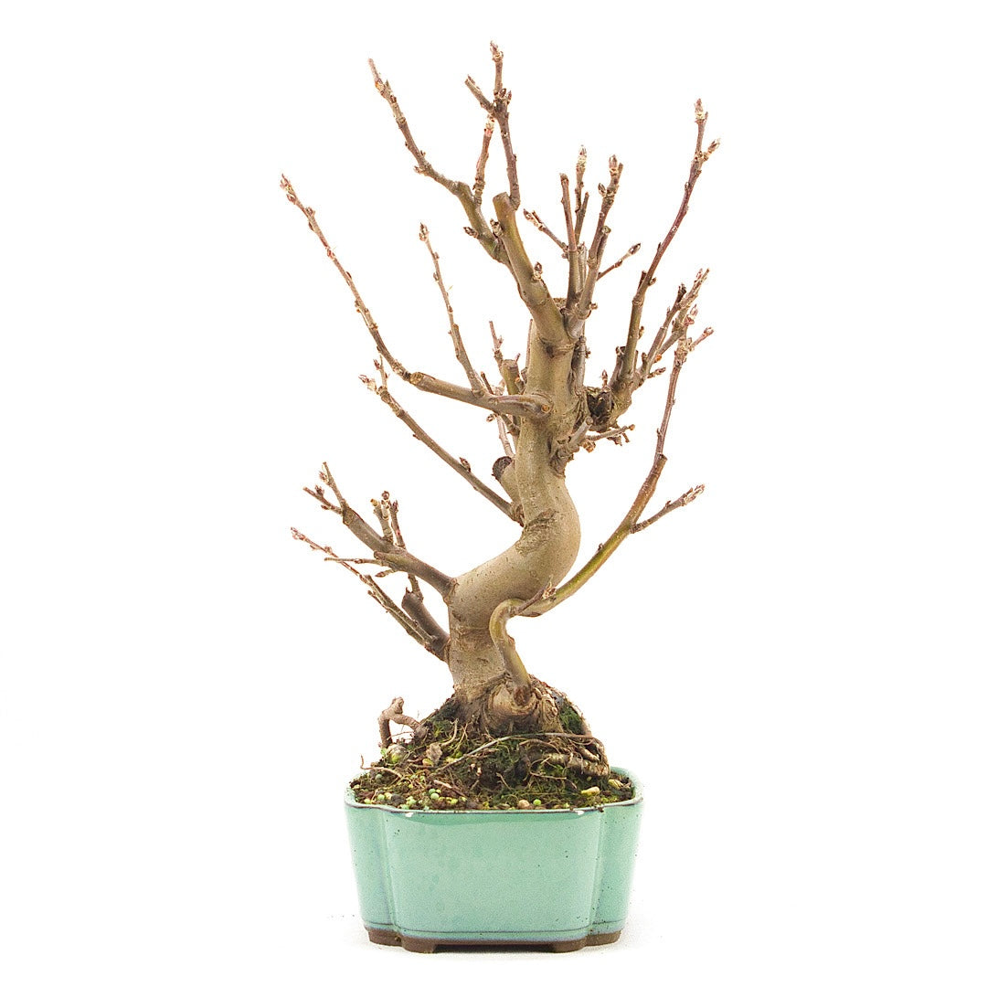 Zierapfel 'Malus spec.'