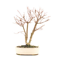 Fächer-Ahorn 'Acer palmatum 'Deshojo'