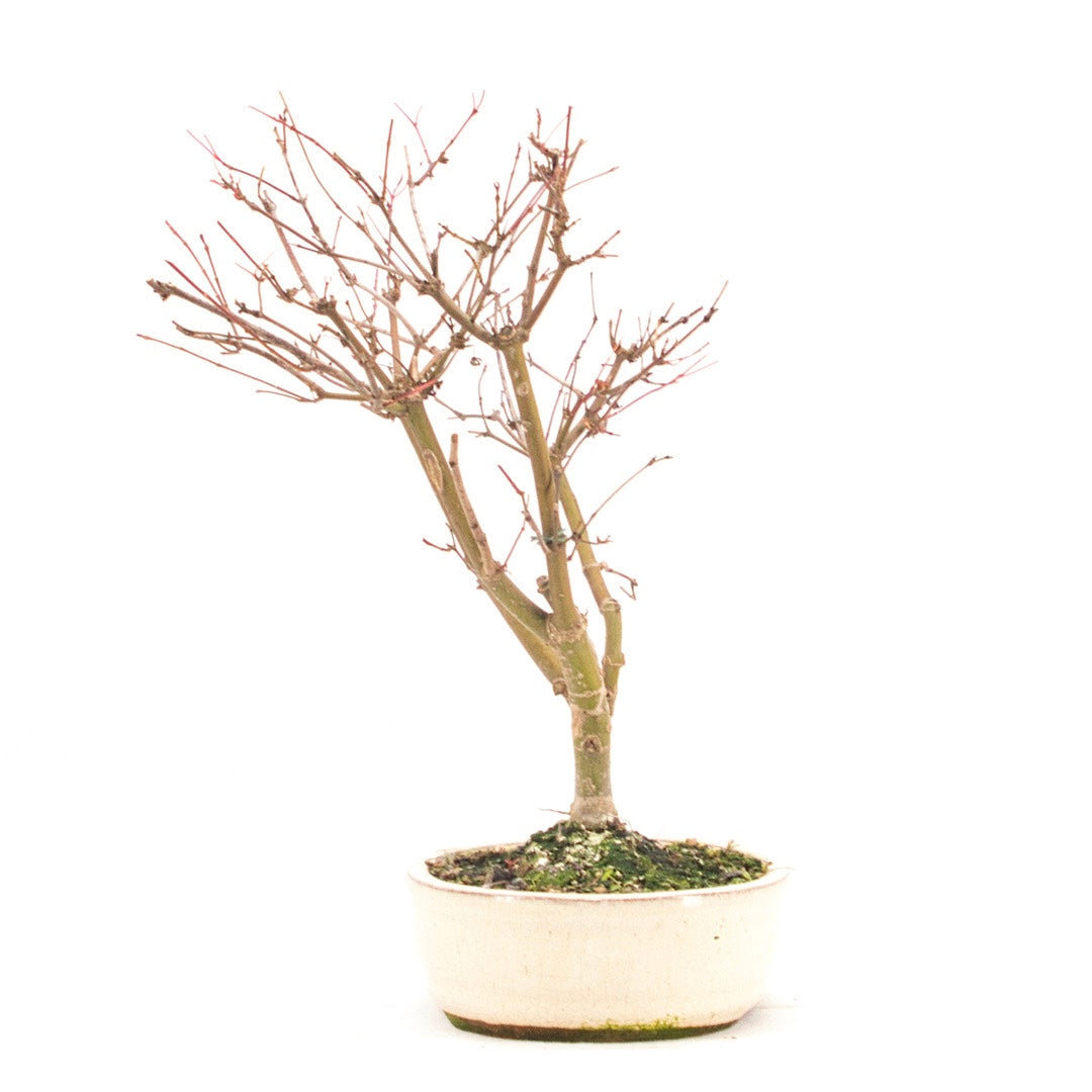 Fächer-Ahorn 'Acer palmatum 'Deshojo'