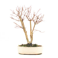 Fächer-Ahorn 'Acer palmatum 'Deshojo'