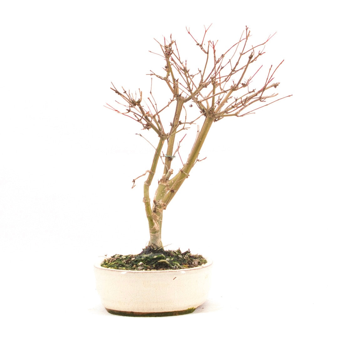 Fächer-Ahorn 'Acer palmatum 'Deshojo'