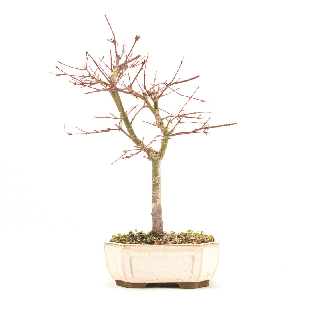 Fächer-Ahorn 'Acer palmatum 'Deshojo'