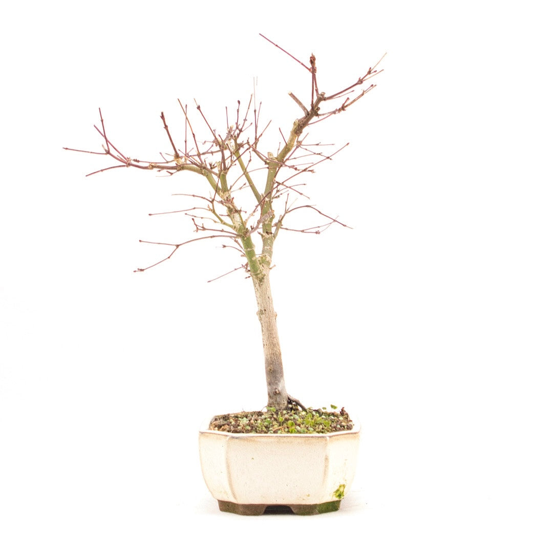 Fächer-Ahorn 'Acer palmatum 'Deshojo'