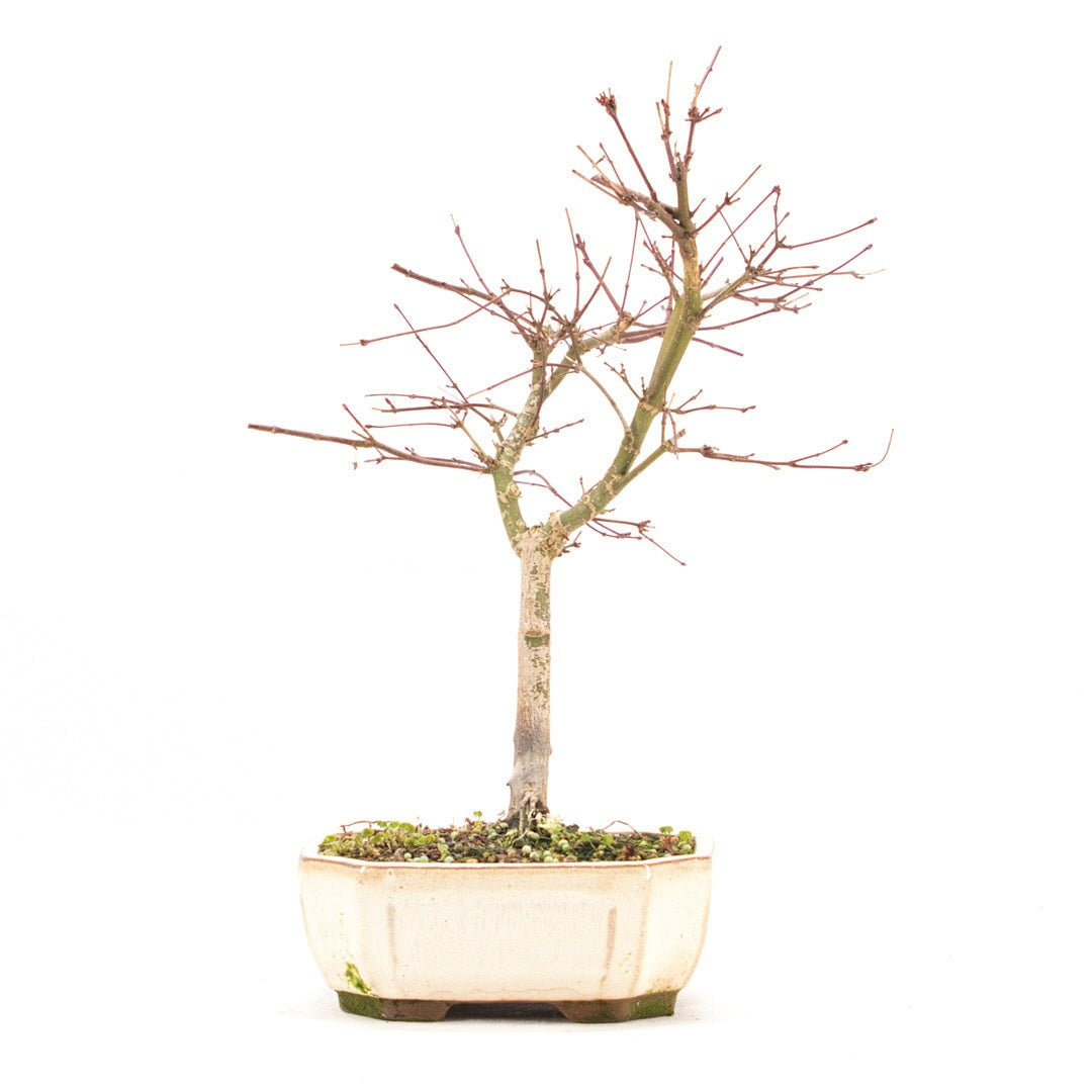 Fächer-Ahorn 'Acer palmatum 'Deshojo'