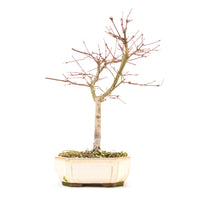 Fächer-Ahorn 'Acer palmatum 'Deshojo'