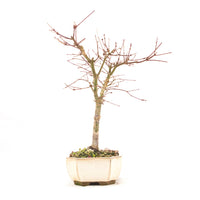 Fächer-Ahorn 'Acer palmatum 'Deshojo'